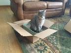 Adopt Willow a Gray, Blue or Silver Tabby Domestic Mediumhair / Mixed cat in