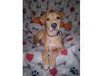 Adopt Jack a Tan/Yellow/Fawn - with White Retriever (Unknown Type) / Corgi /