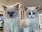 Pretty Ragdolls