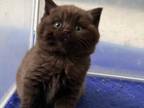 British Shorthair Chocolate Male