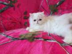 White Long Hair Persian Kitten