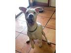 Casper American Bulldog Young Male