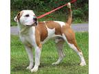 Bodie 39492 American Bulldog Young Male