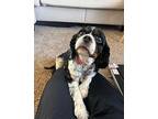 Mavis Cavalier King Charles Spaniel Senior Female
