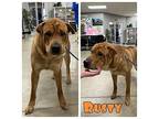 Rusty Shar Pei Young Male