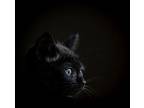 Cringer Domestic Shorthair Kitten Male