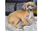 Prince Charming Terrier (Unknown Type, Small) Puppy Male