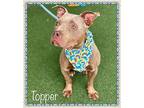 TOPPER American Bulldog Young Male