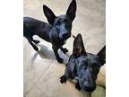 Tiger Dutch Shepherd Puppy Male