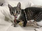 Sophia Domestic Shorthair Kitten Female