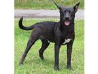 Spike 39316 Patterdale Terrier (Fell Terrier) Young Male