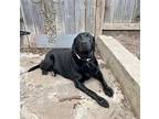 Xena Labrador Retriever Adult Female