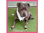 CHILANGA American Bulldog Adult Male