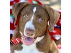 Nola Labrador Retriever Puppy Female