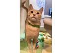 Simba Domestic Shorthair Young Male