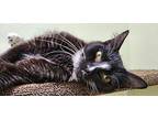 Willie Domestic Mediumhair Young Male
