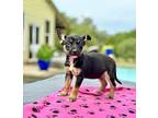 Axel Border Terrier Puppy Male