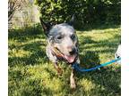 Rosie - Available in Foster Australian Cattle Dog Adult Female