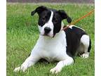 Ann 39465 Labrador Retriever Young Female