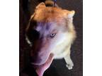 Archi 439-24 Husky Puppy Male