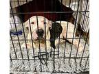 Sheldon American Pit Bull Terrier Adult Male