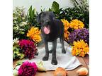 Plum Labrador Retriever Puppy Female