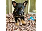 Dravan Border Terrier Puppy Male