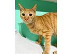 Sammy Domestic Shorthair Kitten Male