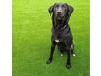 WILLIE Labrador Retriever Young Male