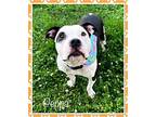 PEPPA(see video)- Guest American Pit Bull Terrier Adult Female