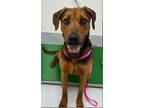 Rocket Pop 445-24 Hound (Unknown Type) Adult Female