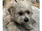Vella Maltipoo Young Female