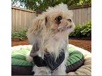 Dolly Shih Tzu Young Female