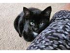 Bentley Domestic Shorthair Kitten Male