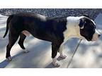 Zeppelin American Bulldog Adult Male