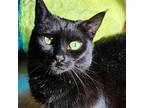STELLA Munchkin Adult Female