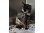 Salamander (Photos 5/15/2024) Domestic Shorthair Young Female