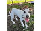 Prancer Sims Boswell Labrador Retriever Adult Female