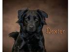 Dexter Border Collie Young Male