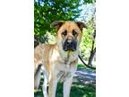 Mufasa Great Pyrenees Adult Male