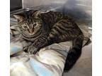 Justice (Photos 5/14/2024) Domestic Shorthair Young Female