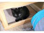 Mercedes Domestic Shorthair Kitten Female