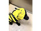 Shy Guy Mixed Breed (Medium) Puppy Male