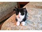 Bronco Domestic Shorthair Kitten Male