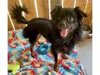 Brody Remington Papillon Adult Male