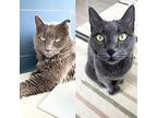 Boris & Dmitri Russian Blue Adult Female