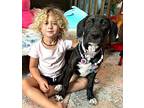 Princess the Sweet Family Dog American Pit Bull Terrier Puppy Female