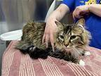 MOZART Munchkin Adult Male