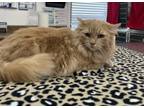 Adopt Willow a Domestic Long Hair