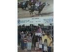 For sale quarter horse mare
